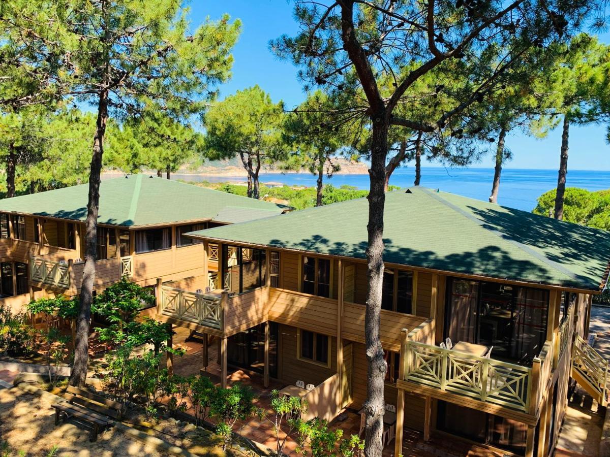 Les Pins Calvi (Corsica)