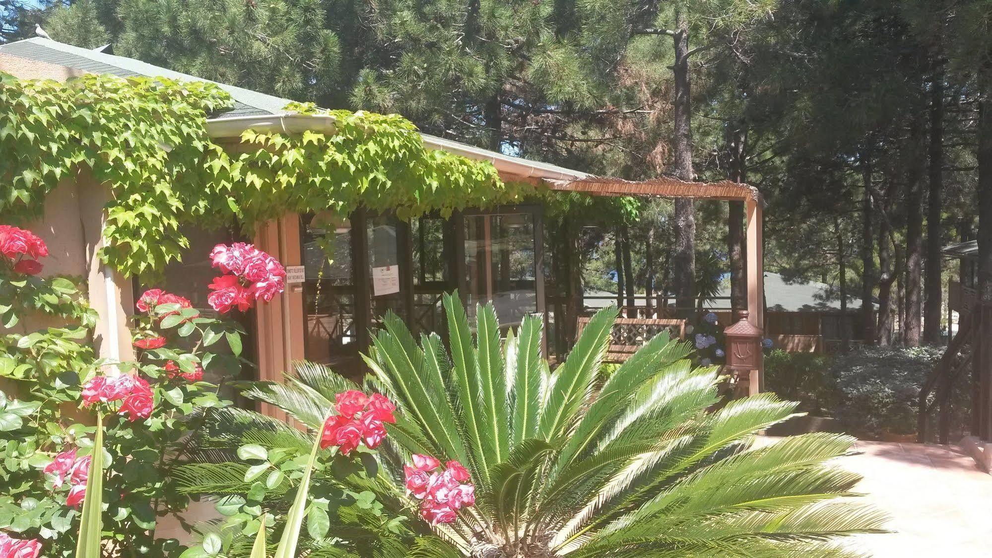 Les Pins